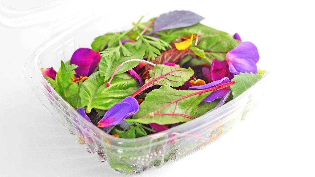 mini-vegetales|Diversidad varietal pimiento y berenjena|Paiporta Artic berenjena aire libre|Paiporta-3|Pa|Cajamar-Jornada-600 x 200